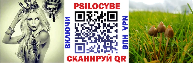 Псилоцибиновые грибы Cubensis  где можно купить   гидра ссылки  Балахна 